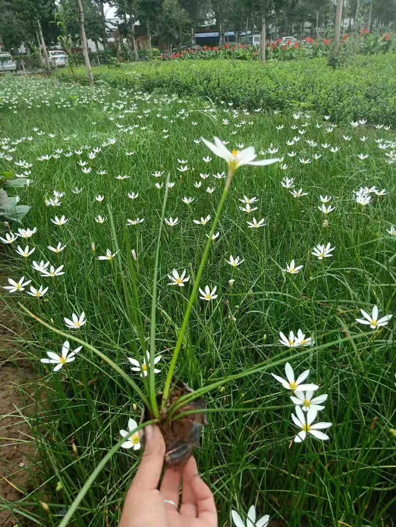 葱兰价格  葱兰批发 水葱  白花菖蒲莲批发  韭菜莲  肝风草