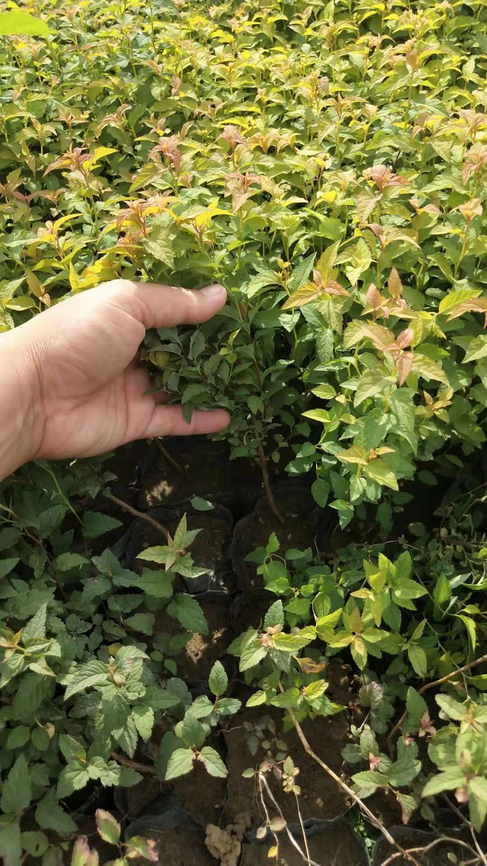 绣线菊价格 绣线菊 山东绣线菊种植基地 绣线菊大量供应