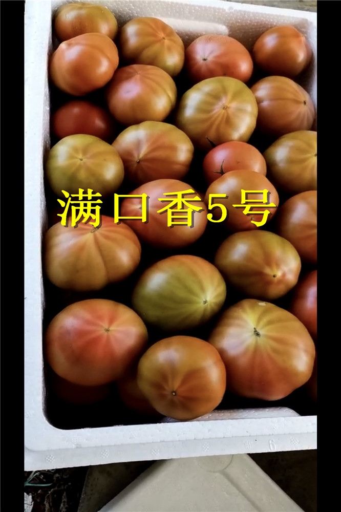 普罗旺斯类型口感番茄种子多心室番茄种子多筋番茄种子 番茄种子 西红柿种子