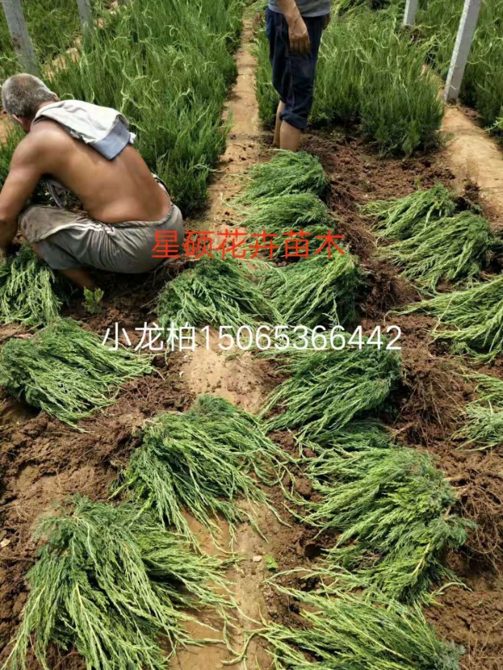 小龙柏价格 山东小龙柏种植基地 宿根草花 绿化苗木批发租摆