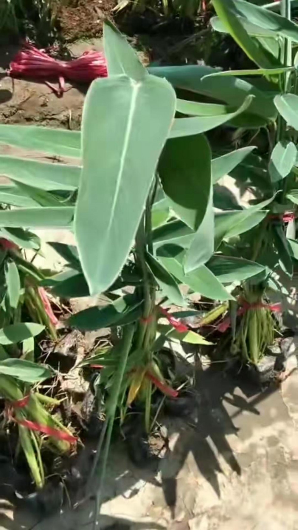再力花 再力花批发 水生植物基地 营养杯再力花 再力花小苗