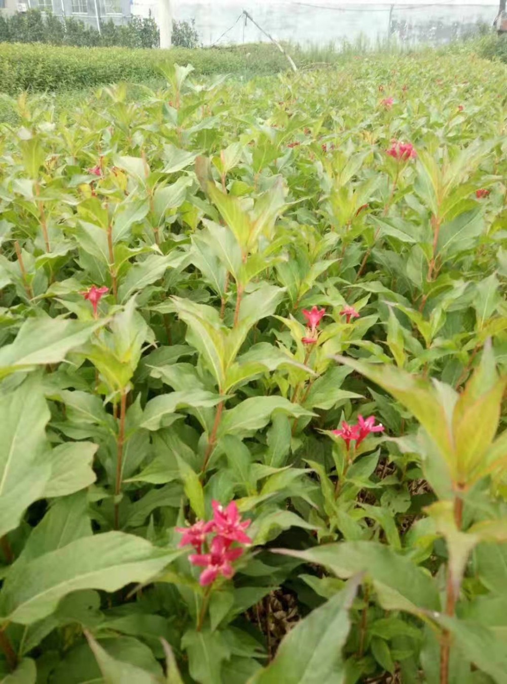 红王子锦带批发 红王子锦带基地 王子锦带杯苗 红王子锦带小苗