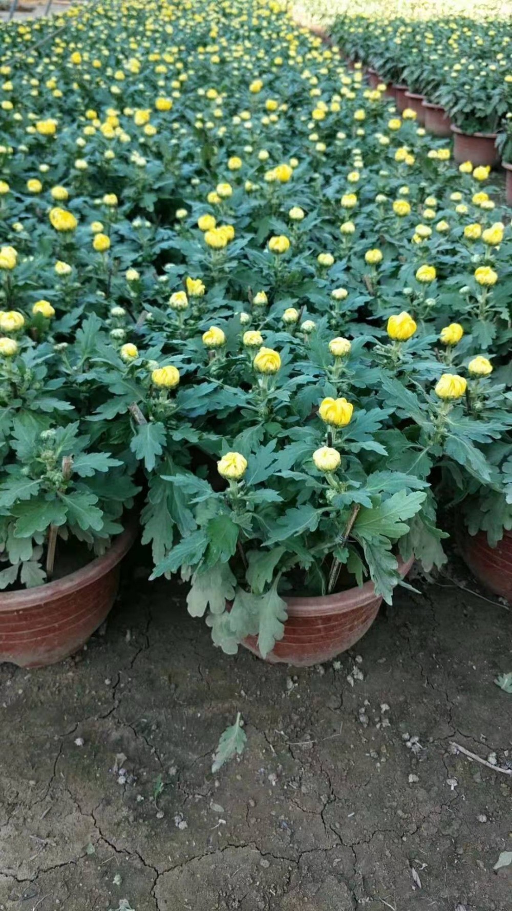 九月菊 大菊花 品种菊花 菊花基地 大菊花批发