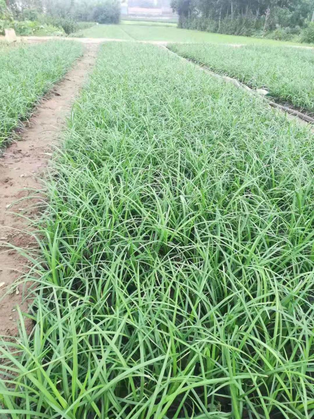 供应草本植物 麦冬批发 细叶麦冬 麦冬杯苗 细叶麦冬批发 山东麦冬繁育基地
