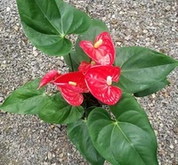 【<em>安</em>祖花】红掌批发价格  红掌小苗  北京红掌价格