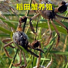 稻田鲜活河蟹 稻田蟹 提供技术养殖 阳澄湖大闸蟹苗种