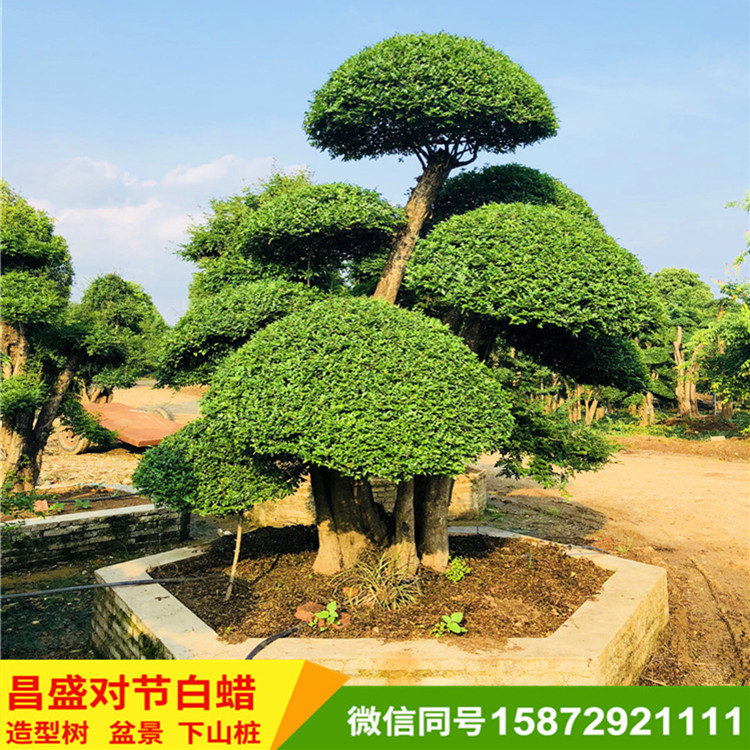 对节白蜡造型树 基地直销对节白蜡盆景 造型对节白蜡