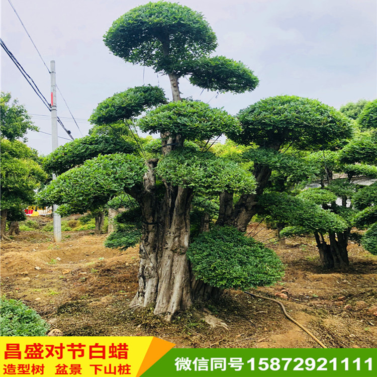 对节白蜡 对节白蜡造型 盆景造型树