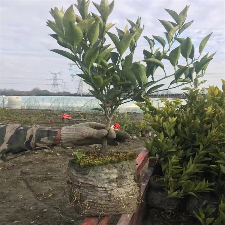 基地直销濑户见柑橘苗 成都明日见柑橘苗四川春见柑橘苗基地