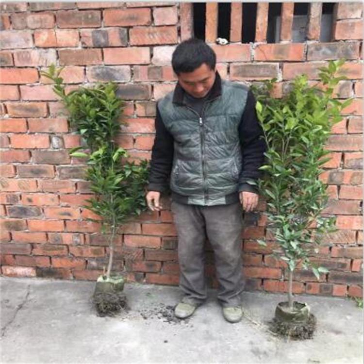 成都明日见柑橘苗种植销售 四川春见柑橘苗基地 四川樱花苗批发