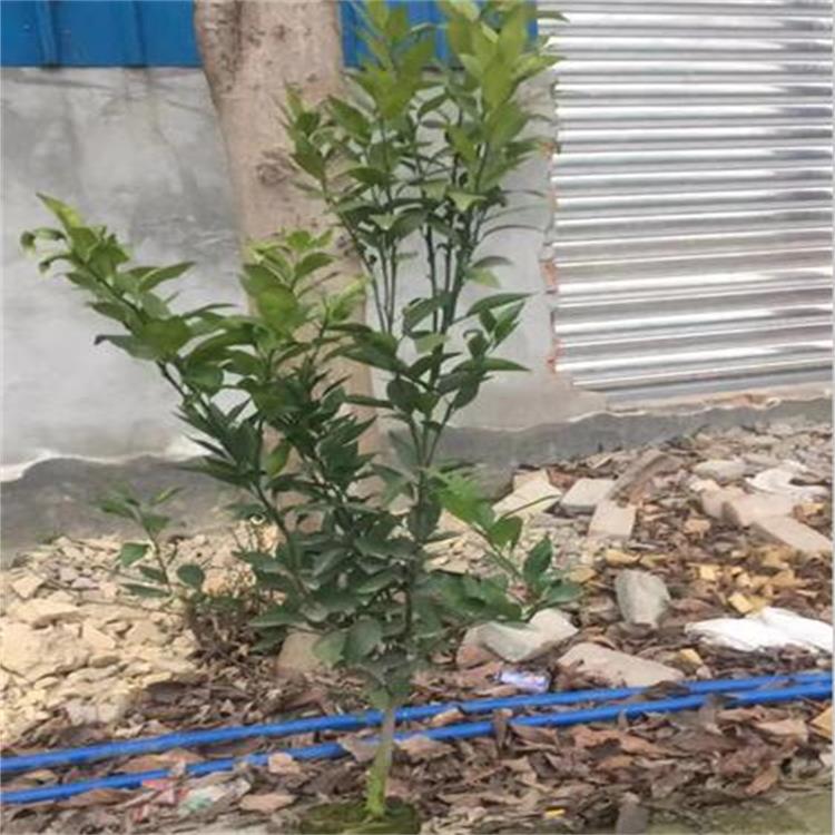 成都早熟沙糖橘苗厂家批发 四川甘平柑橘苗接受预定 优质种苗