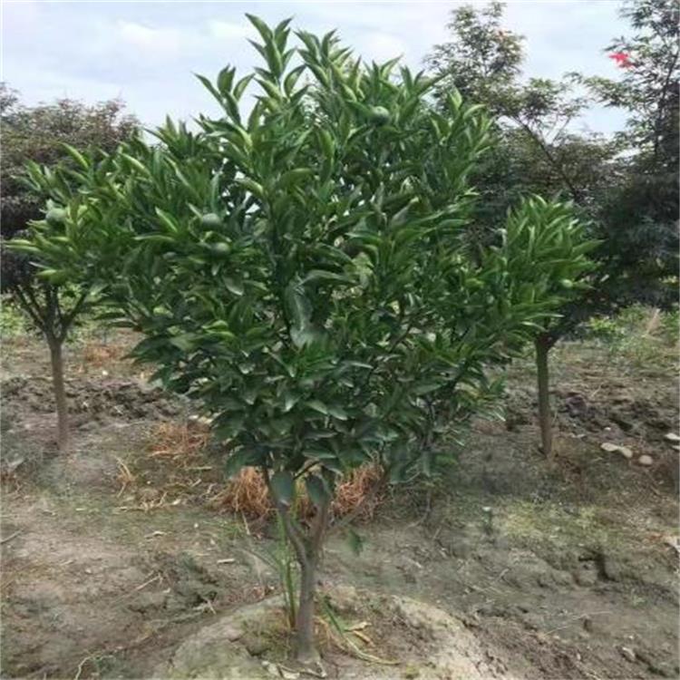 四川春见柑橘苗基地 四川狼尾草批发 成都早熟沙糖橘苗