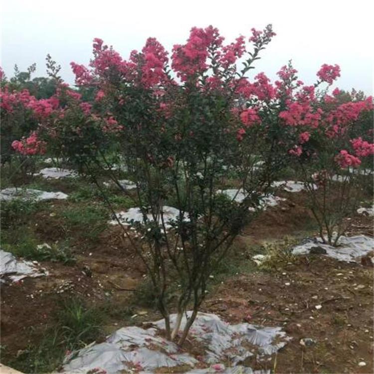 基地直销 四川樱花苗批发 四川狼尾草销售 成都明日见柑橘苗