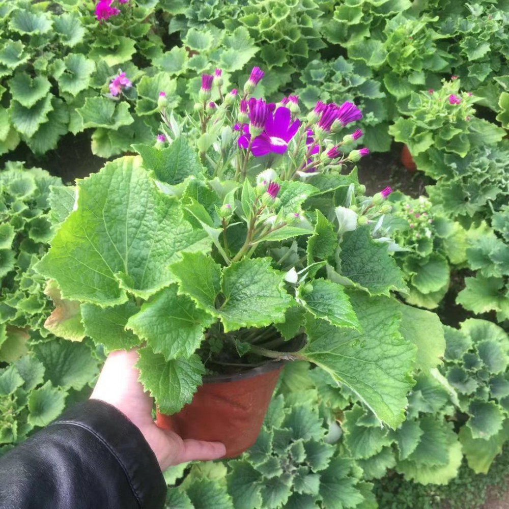 青州瓜叶菊基地直销 盆栽瓜叶菊  大棚批发 草本瓜叶菊