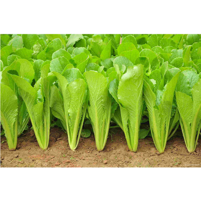 云南广西河北蔬菜专用肥料氨基酸水溶肥料冲施肥