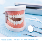 宏奎医疗 牙科器械牙模型  口腔保健护理牙模假牙口腔教学 保健护理牙齿模型 小牙模 口腔用品 幼儿园刷牙教学模型 牙科材料