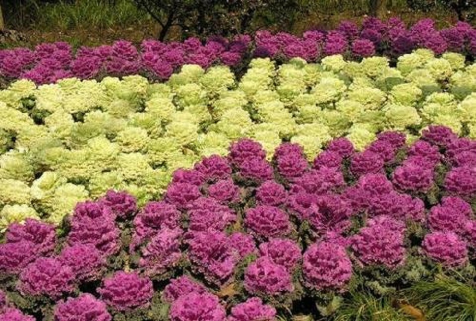 羽衣甘蓝价格 山东羽衣甘蓝供应 宏胜花卉 羽衣甘蓝