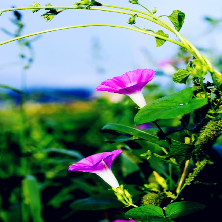 牵牛花价格山东牵牛花种植基地 牵牛花报价万华园林