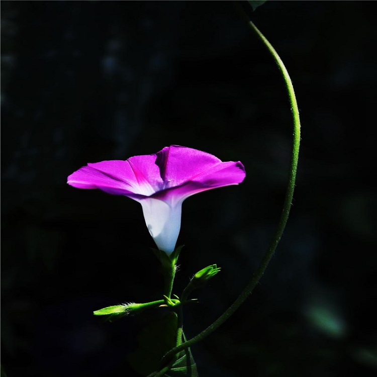 山东牵牛花报价 潍坊牵牛培育 潍坊牵牛价格