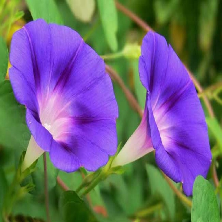 喇叭花价格 万华园林 喇叭花种植基地 喇叭花大量供应