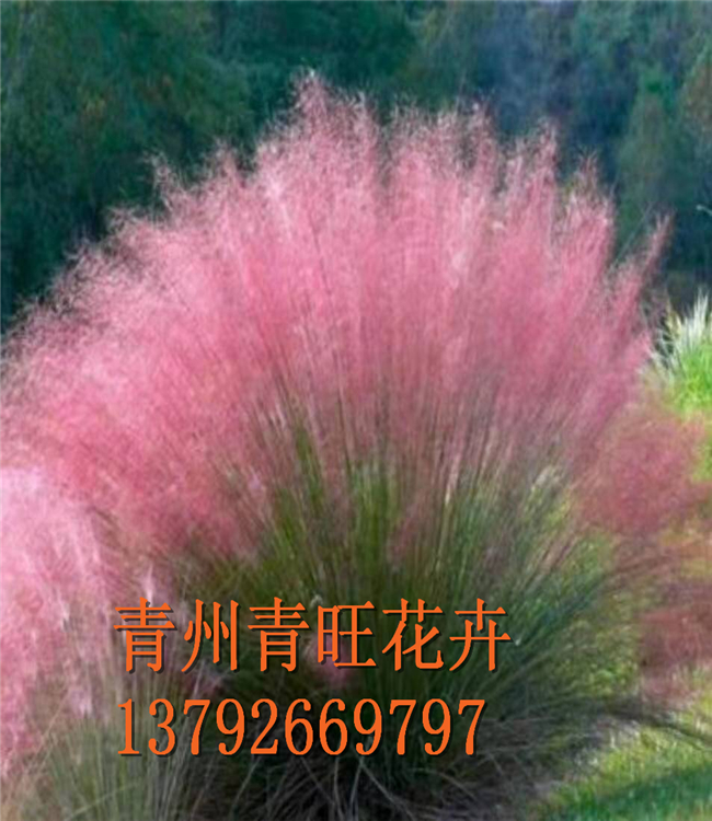 花海施工价格 花海景观设计 花海景观规划
