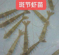 基围虾苗 斑节虾苗 提供技术养殖 草虾苗