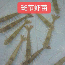 基围虾苗 斑节虾苗 提供技术养殖 草虾苗