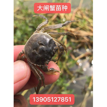 大闸蟹苗 苗活体淡水养殖 阳澄湖大闸蟹苗种 螃蟹苗