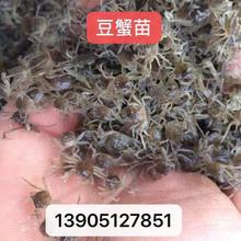 豆蟹苗 河蟹苗 螃蟹苗 蟹苗