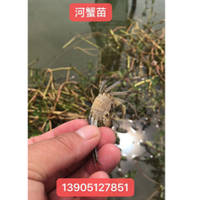 螃蟹苗 河蟹苗 提供技术养殖 蟹苗