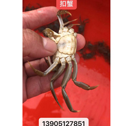扣蟹苗 提供技术养殖 螃蟹苗 蟹苗