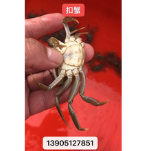 扣蟹苗 提供技术养殖 螃蟹苗 蟹苗