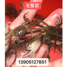毛蟹苗 河蟹苗 提供技术养殖 阳澄湖大闸蟹苗种