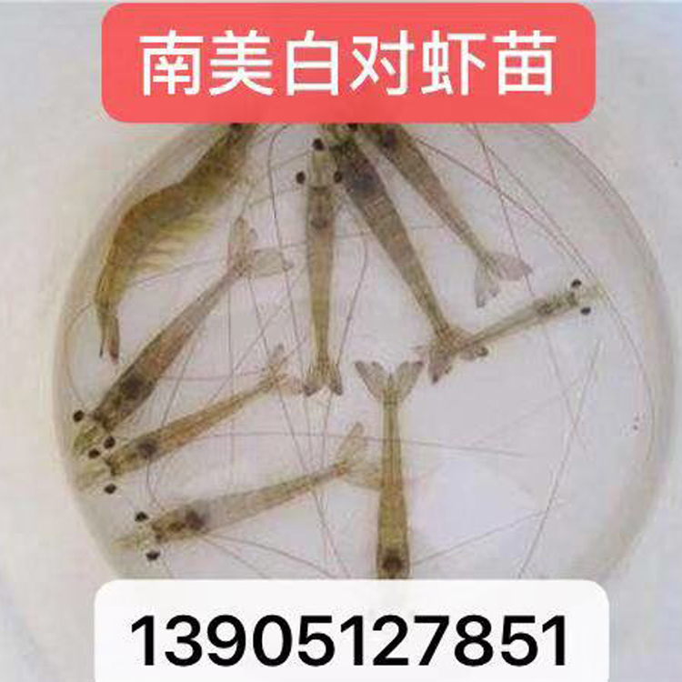 南美白对虾苗 淡水白对虾 白对虾水花苗提供技术