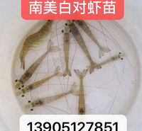南美白对虾苗 淡水白对虾 白对虾水花苗提供技术