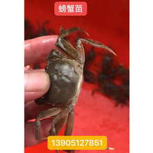 螃蟹苗 提供技术养殖 蟹苗 阳澄湖大闸蟹苗种