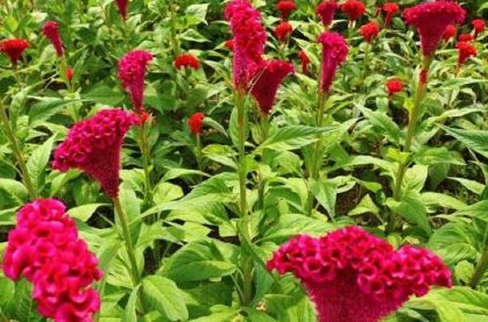 鸡冠花价格 山东鸡冠花种植基地 鸡冠花供应商 万华园林