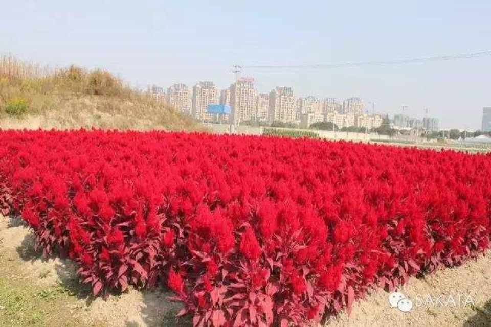 鸡冠花供应商 鸡冠花培育基地 万华园林 鸡冠花种植基地