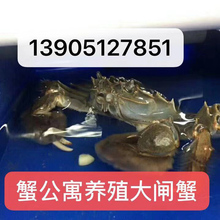 蟹公寓养殖 大闸蟹苗 河蟹苗 螃蟹苗