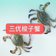 二期梭子蟹苗 螃蟹苗 海蟹苗