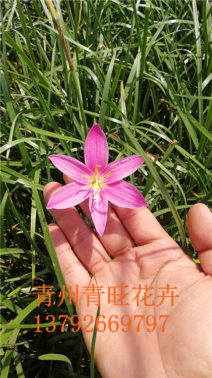 供应宿根草花价格 韭兰小苗批发 宿根韭兰批发 韭莲批发