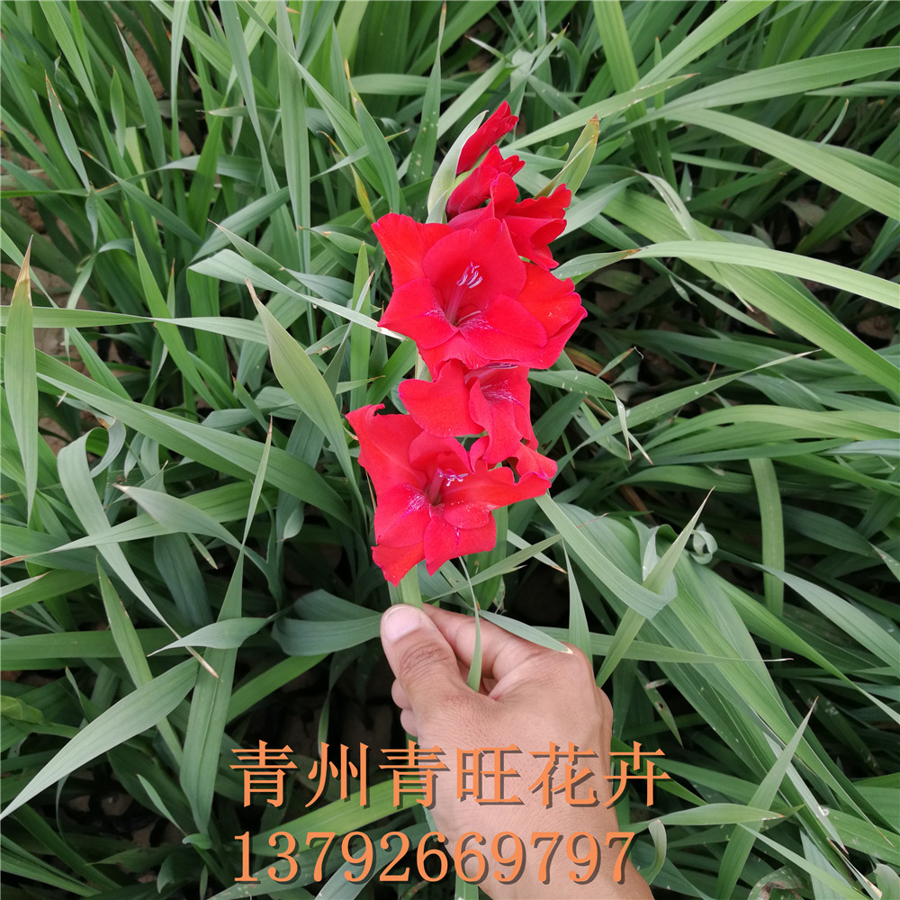 宿根草花唐菖蒲 唐菖蒲价格 剑兰批发 剑兰价格 唐菖蒲繁育基地