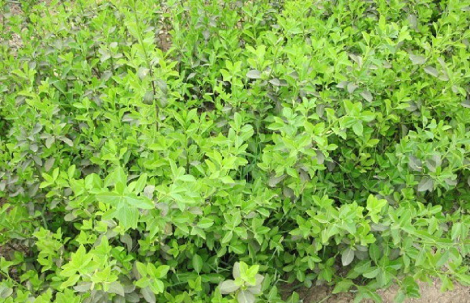大叶扶芳藤种植基地 大叶扶芳藤供应 万华园林 大叶扶芳藤