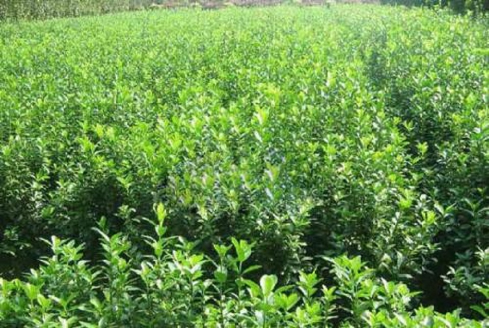 大叶扶芳藤培育 大叶扶芳藤供应商 大叶扶芳藤报价