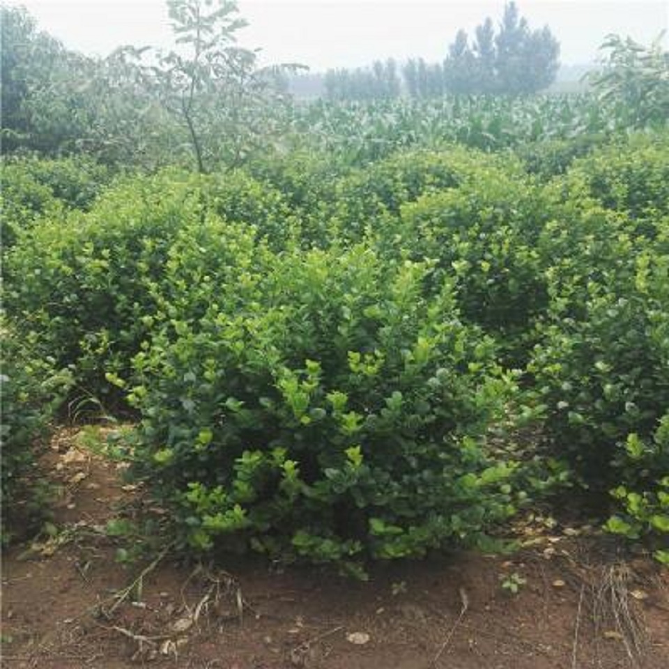 扶芳藤种植基地 扶芳藤报价 扶芳藤生产基地 扶芳藤供应