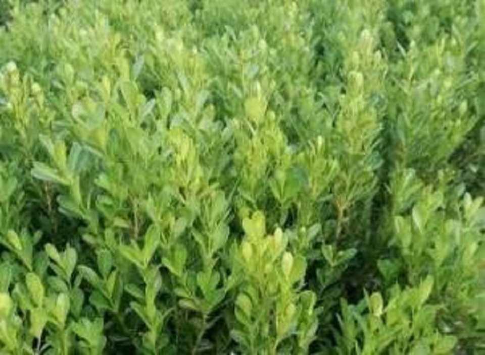大叶扶芳藤培育 大叶扶芳藤种植基地 大叶扶芳藤报价
