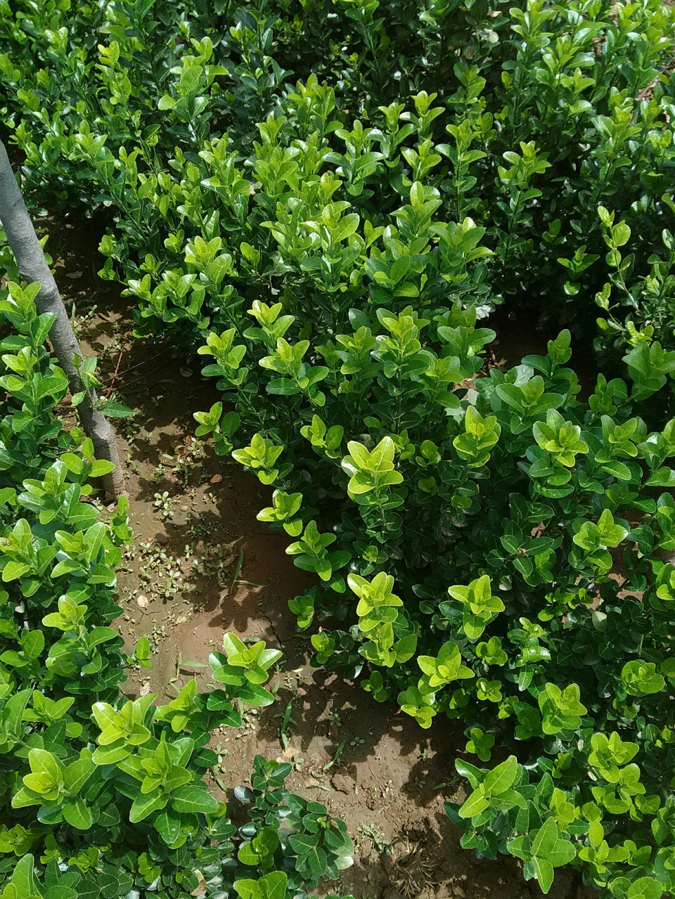大叶扶芳藤 大叶扶芳藤报价 潍坊大叶扶芳藤种植基地