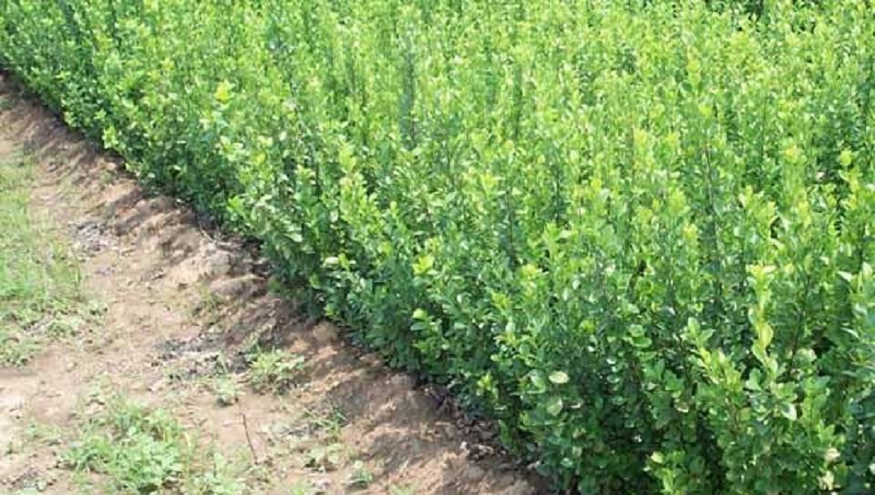 大叶扶芳藤价格 大叶扶芳藤培育 大叶扶芳藤供应