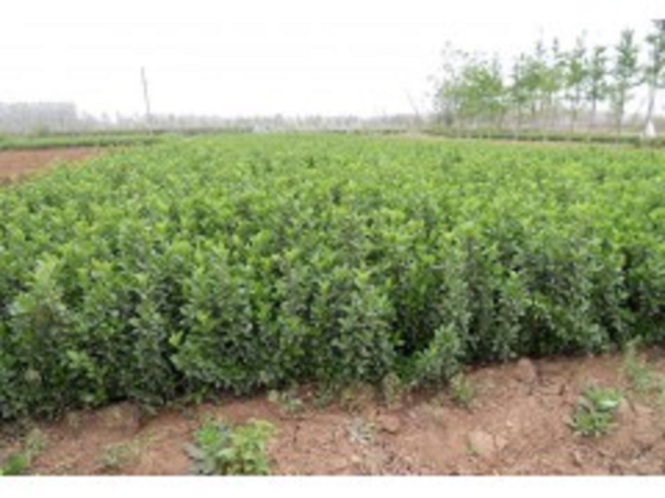 大叶扶芳藤种植基地 大叶扶芳藤 大叶扶芳藤供应商