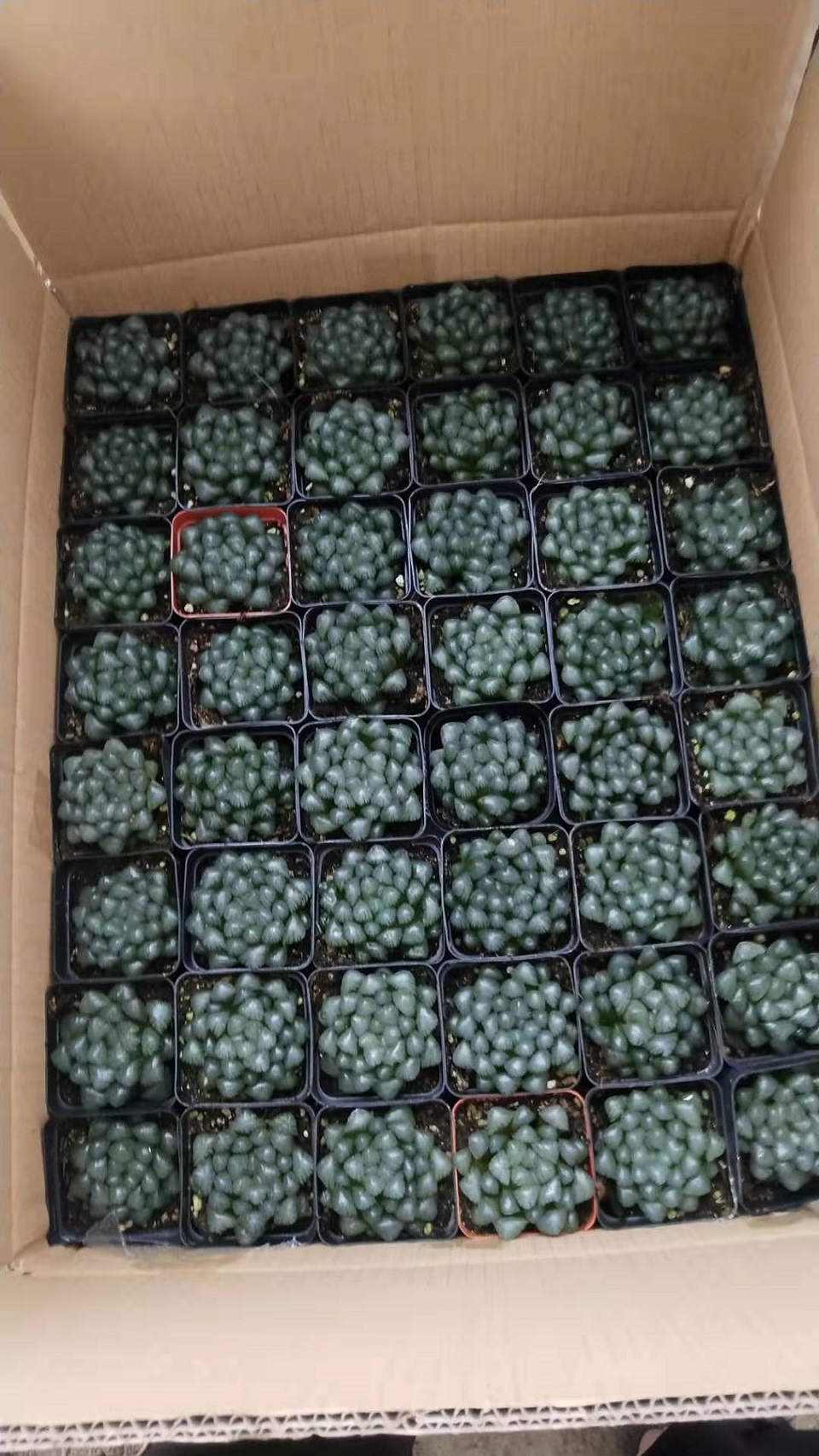 冰灯玉露 冰灯玉露价格 宏胜 冰灯玉露种植基地 冰灯玉露批发